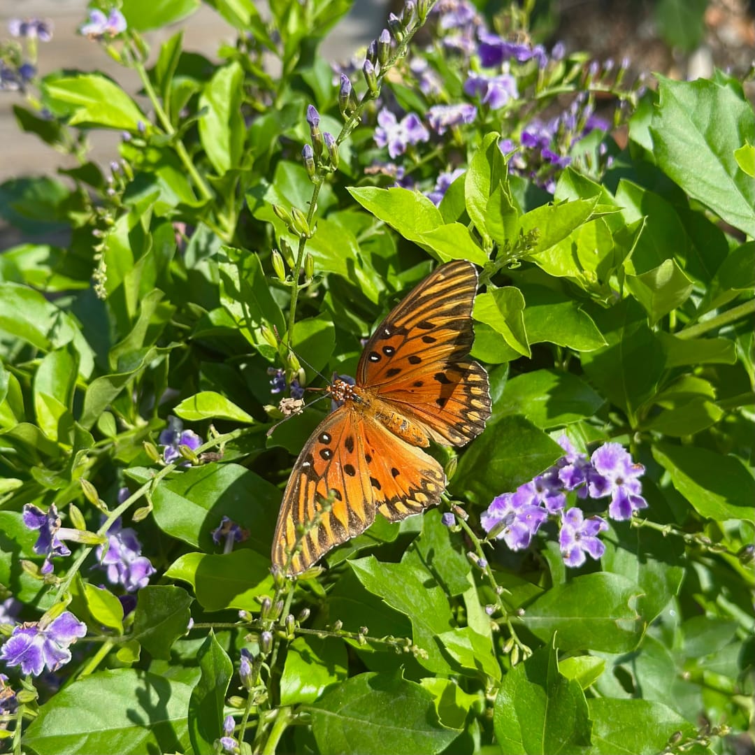 Monarch Butterfly on Sapphire Showers Shrub