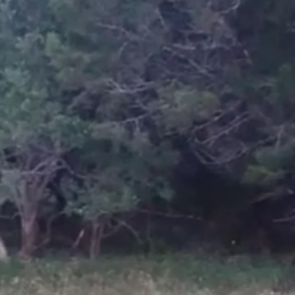 Firefly in the Woods