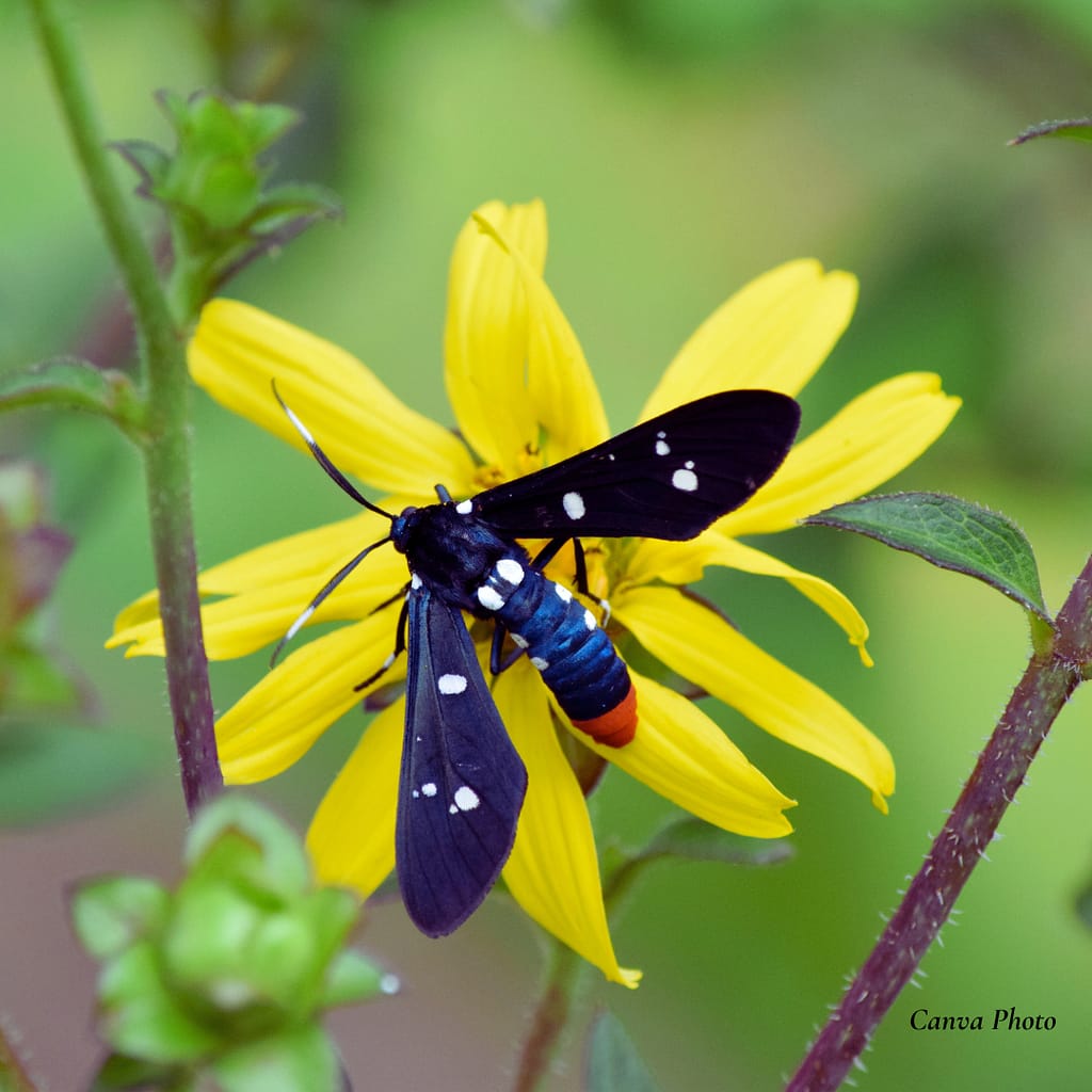 Polka-Dot Wasp Moth on a Yellow Flower