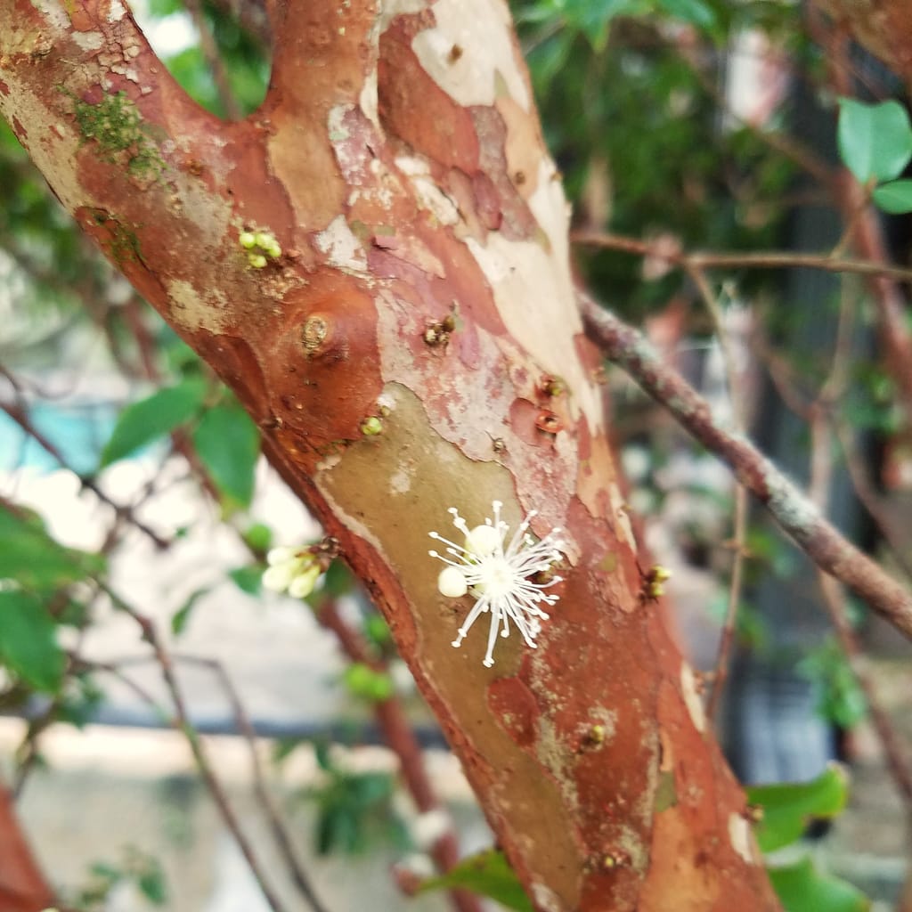 Jaboticaba Fruit Tree (with flower coming out of its trunk)