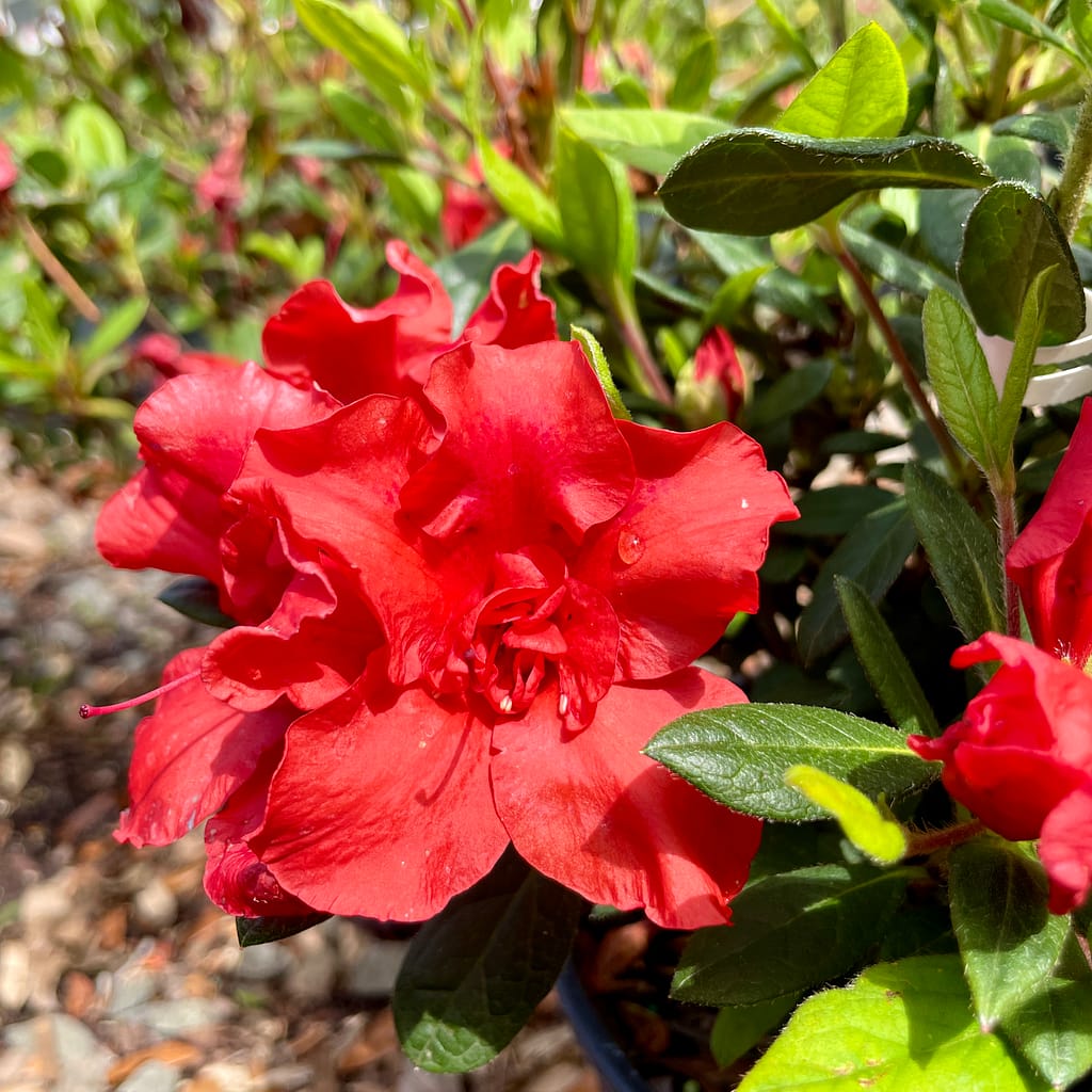 Encore® Azalea Plant, flowering shrub