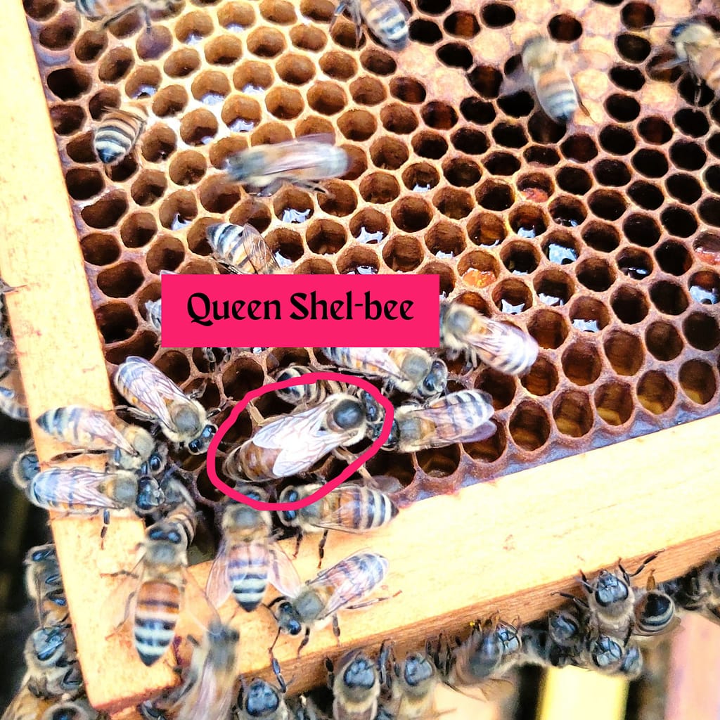 Beehive Frame with Queen Bee and Other Bees