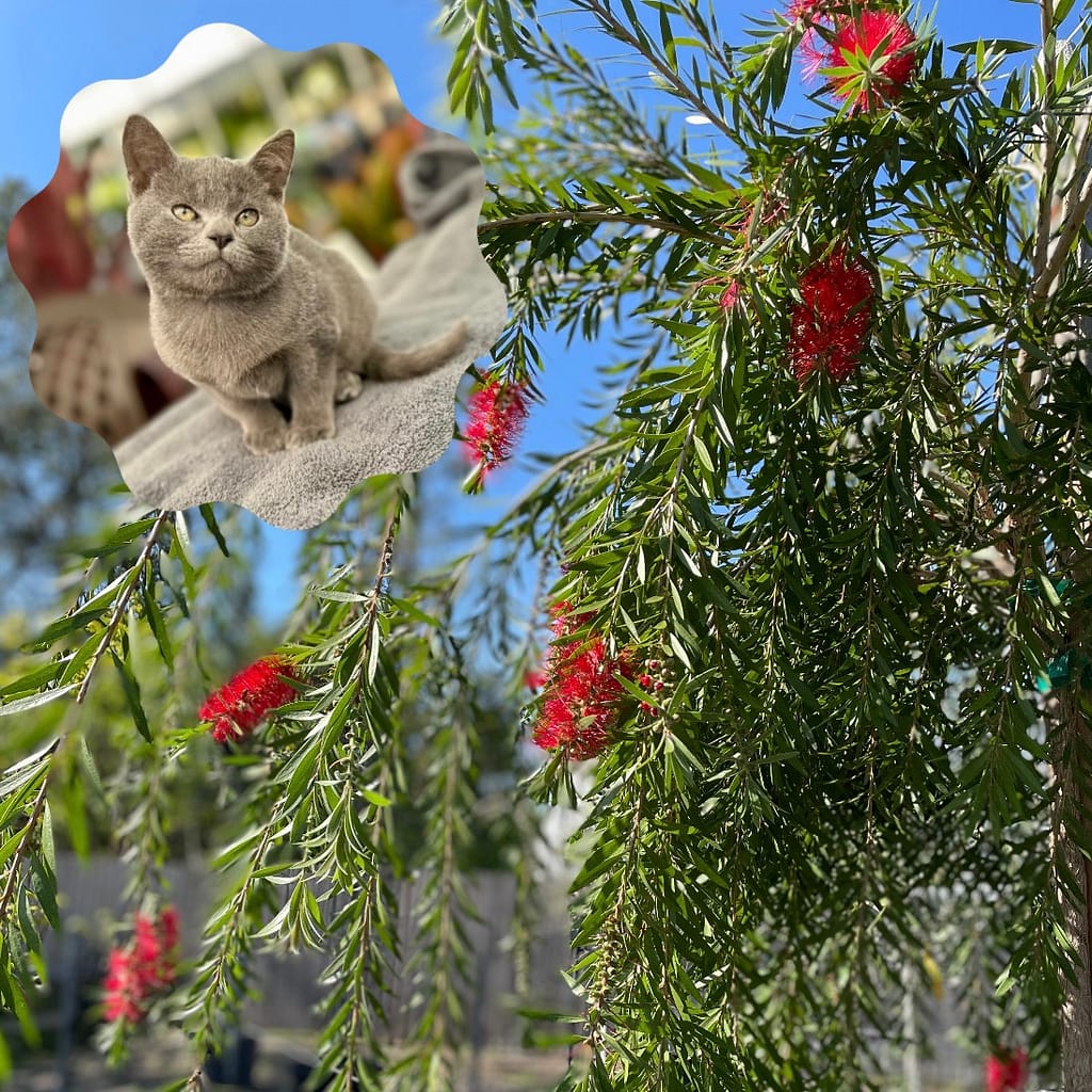 Pepper the Kitten and a Weeping Bottlebrush Tree