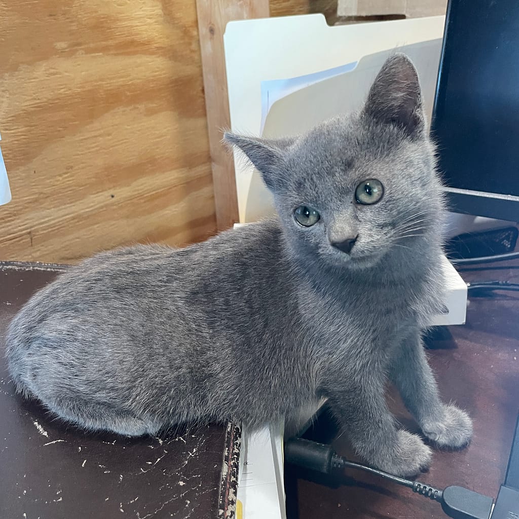 Pepper, the Kerby's Nursery Kitten