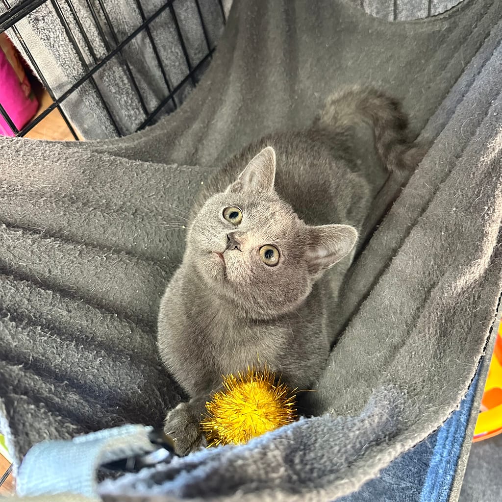 Pepper, the Kerby's Nursery Kitten