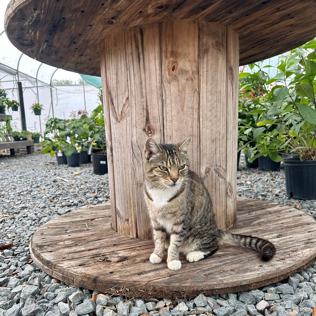 Precious, the Kerby's Nursery Cat