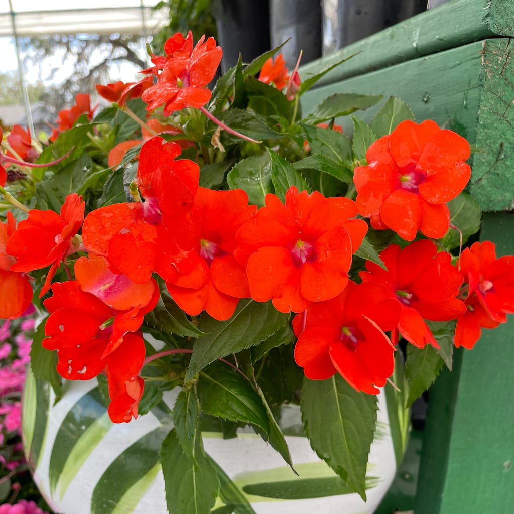 Sunpatiens in a Pot