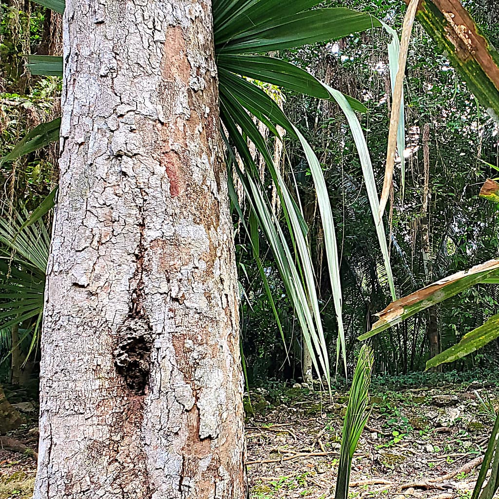 Mayan Stingless Bees' Hive in Tree in the Jungle