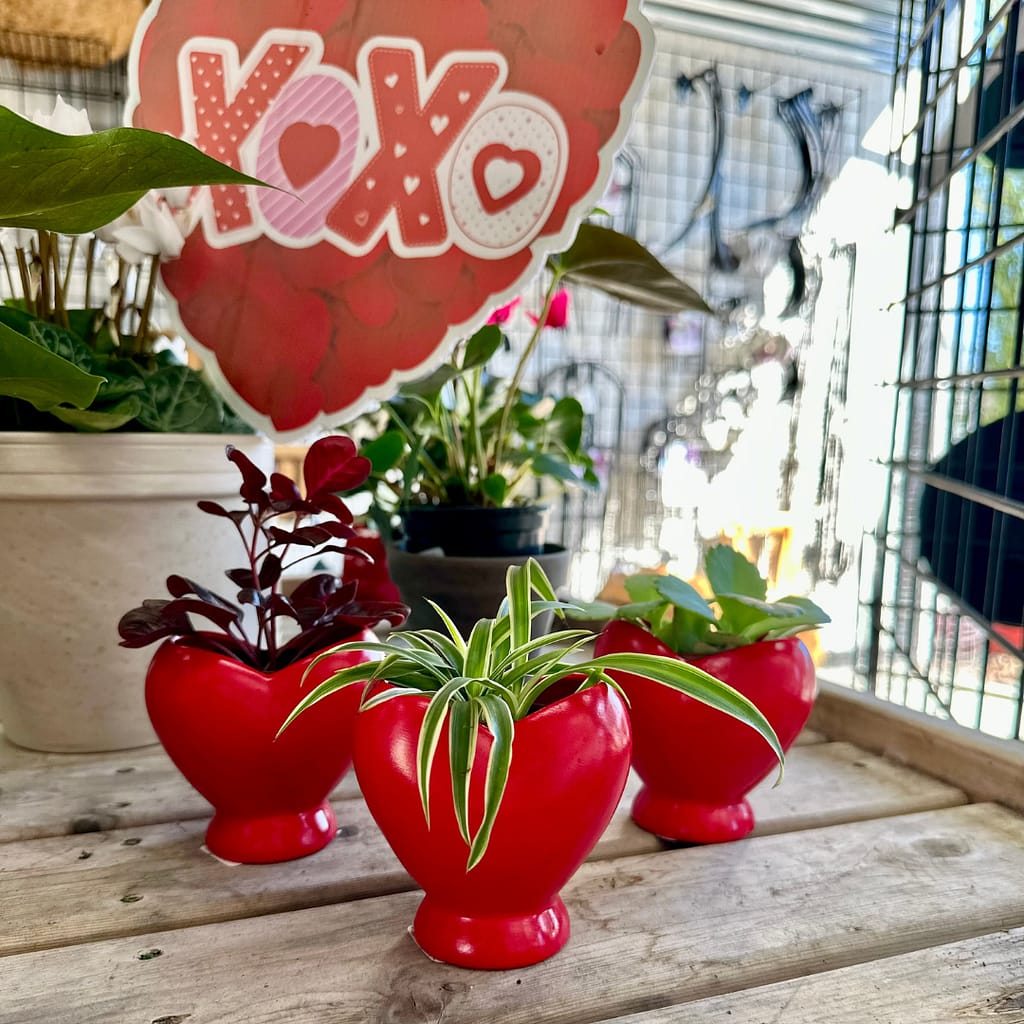 Mini Plants in Heart Pots
