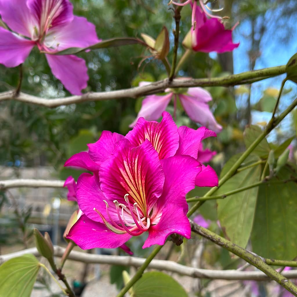 Hong Kong Orchid Blooms, flowering tree