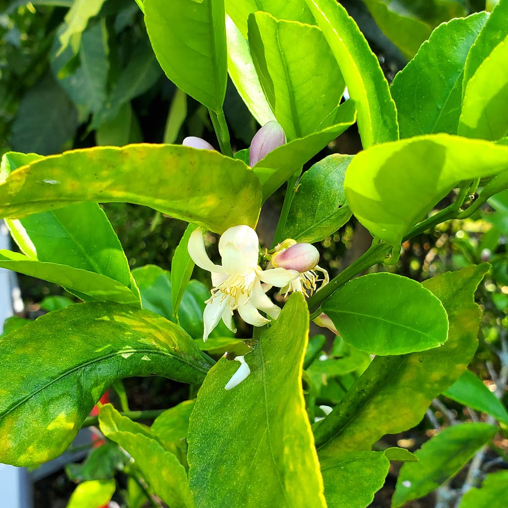 Dwarf Meyers Lemon Tree with Bloom