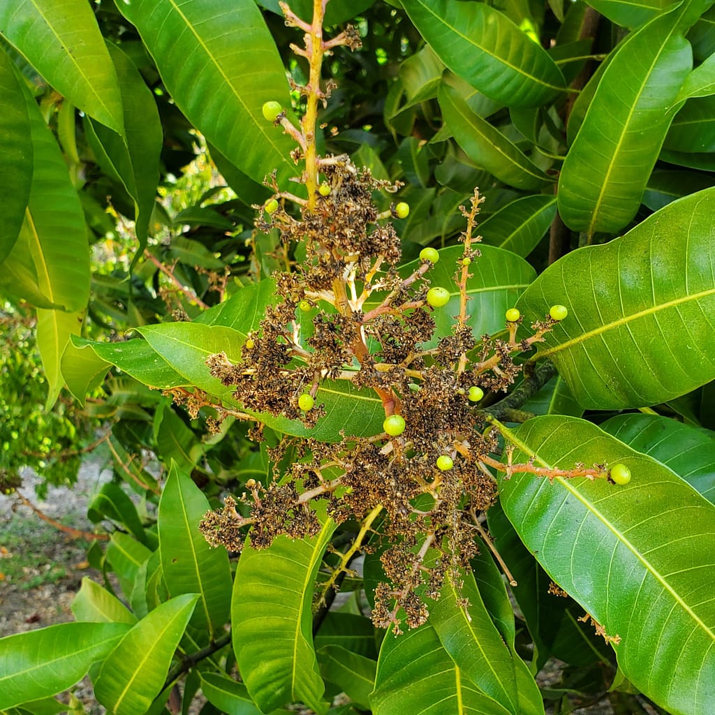 Mango Blooms on Mango Tree