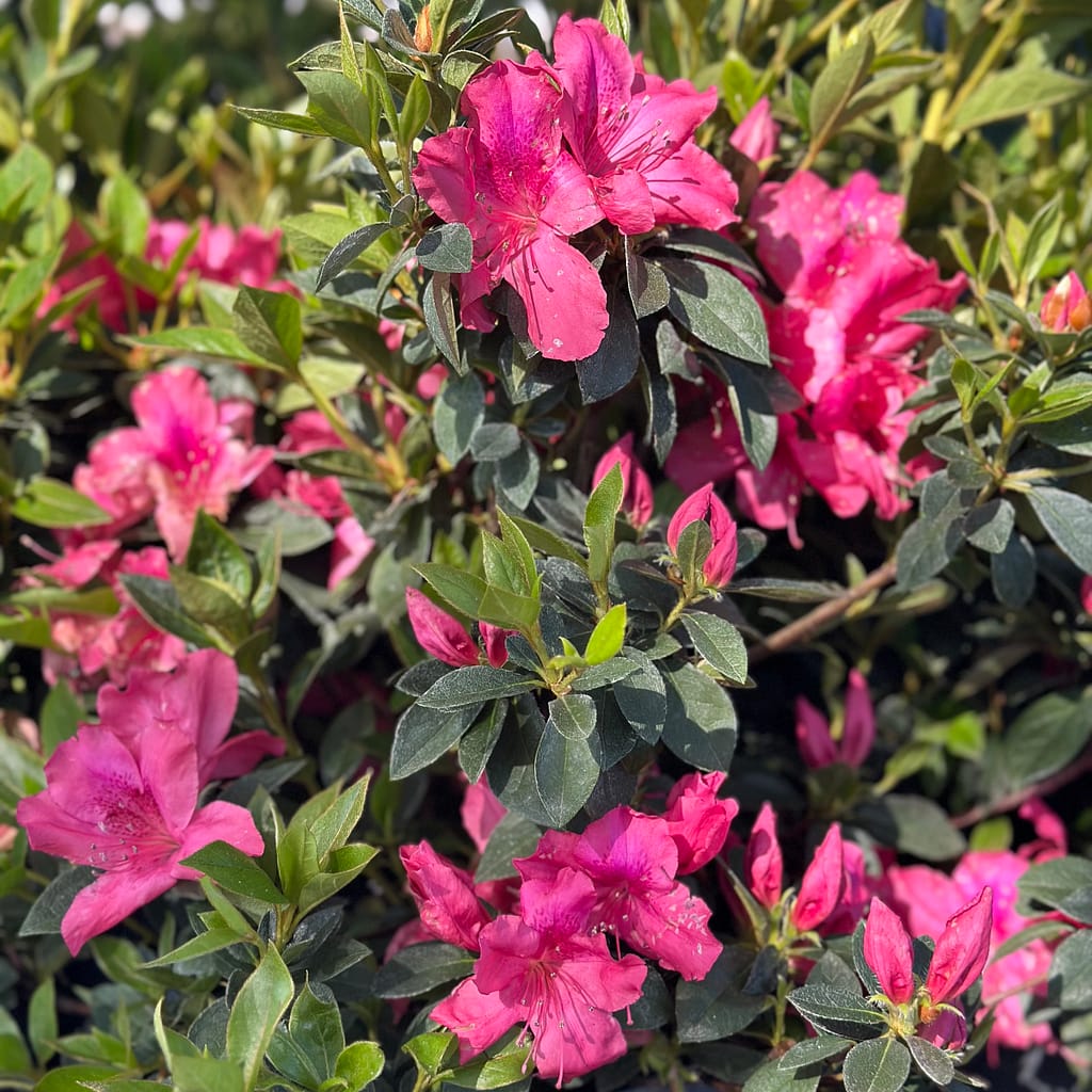 Southern Charm Azaleas, flowering shrub