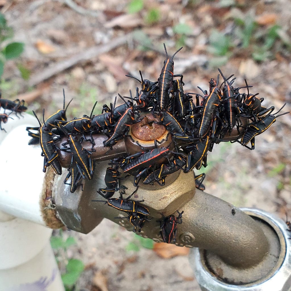 Lubber Grasshoppers on an Outdoor Faucet