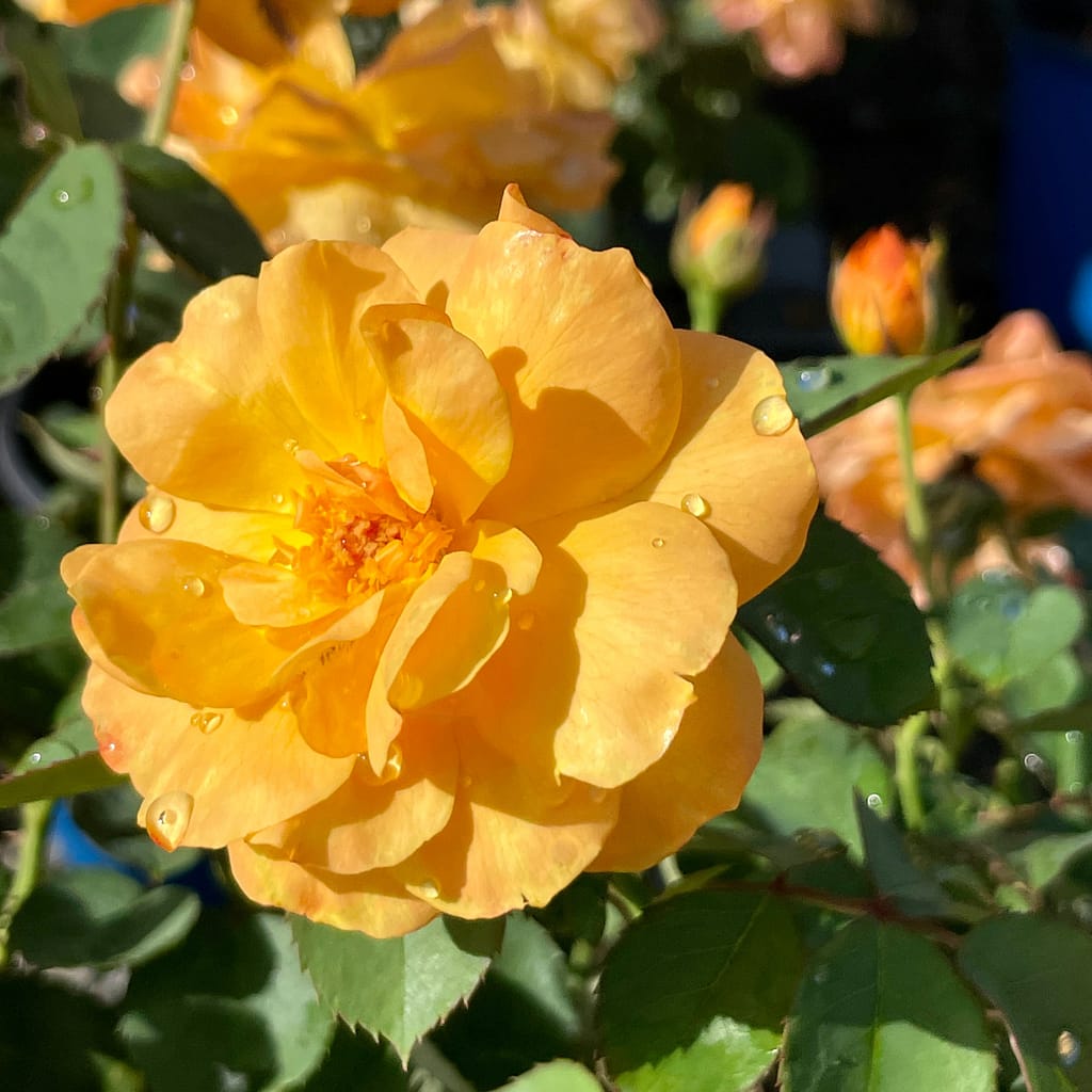 Rose