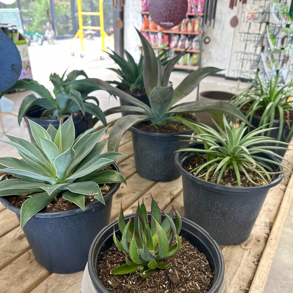 Various Mangave Plants in Pots on a Table