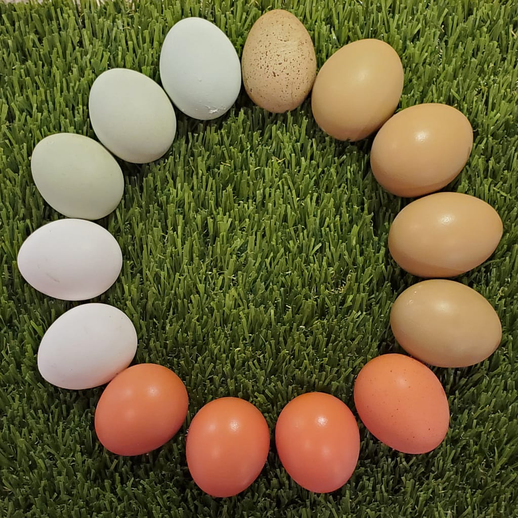 A Variety of Chicken Eggs in Different Colors