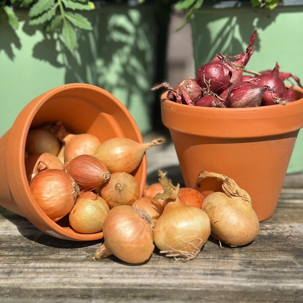 Two Kinds of Onions in Pots