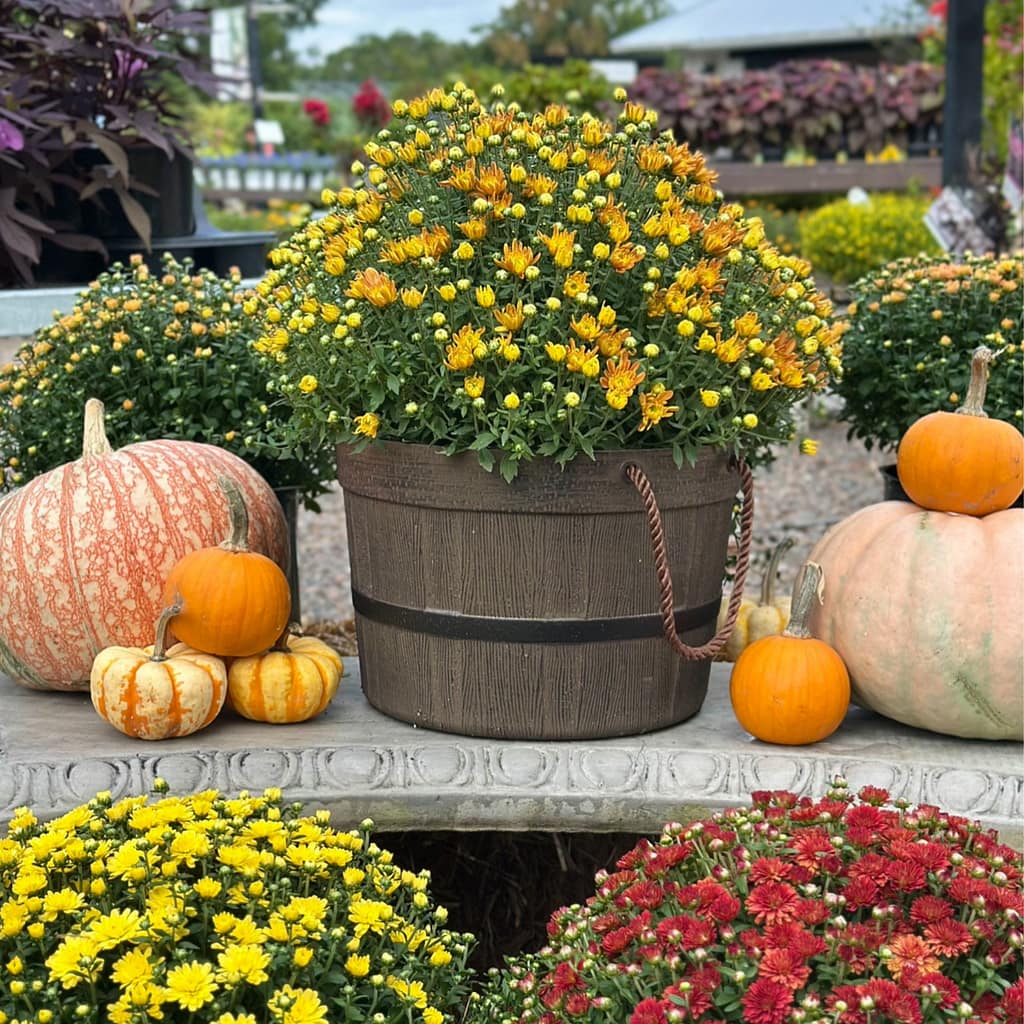 Garden mum in harvest basket creating beautiful fall decor