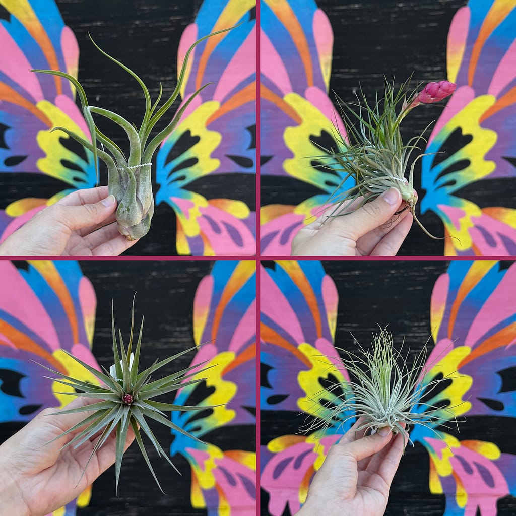 4 Photos, Each with a Different Variety of Air Plant (Tillandsia), Being Held in a Hand in Front of a Butterfly Wings Mural
