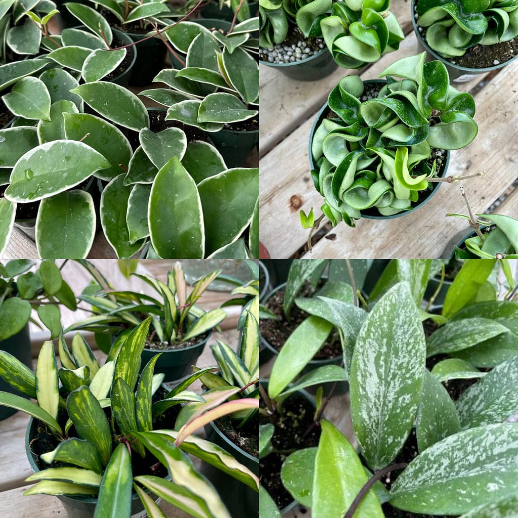 Various Hoya Plants