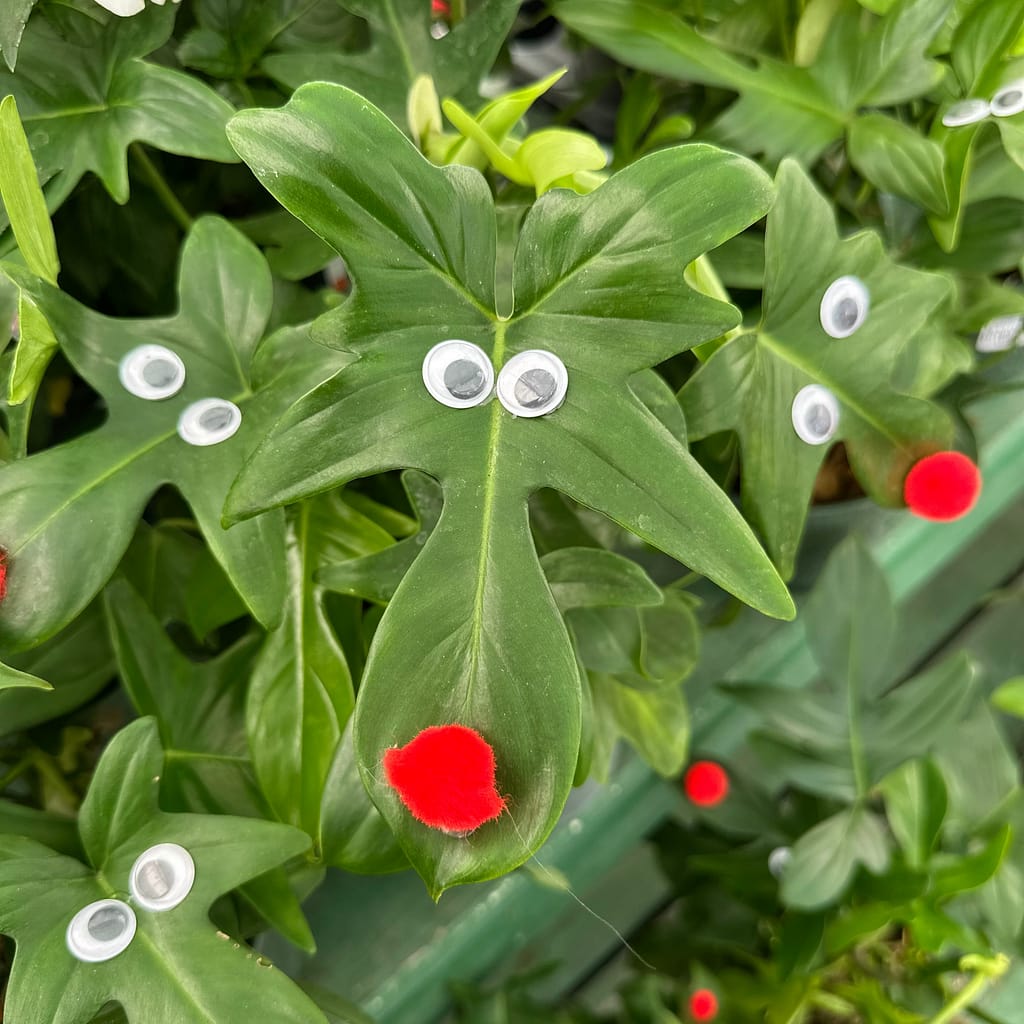 Reindeer Philodendron Plants, tropical plants with eyes and noses for Christmas