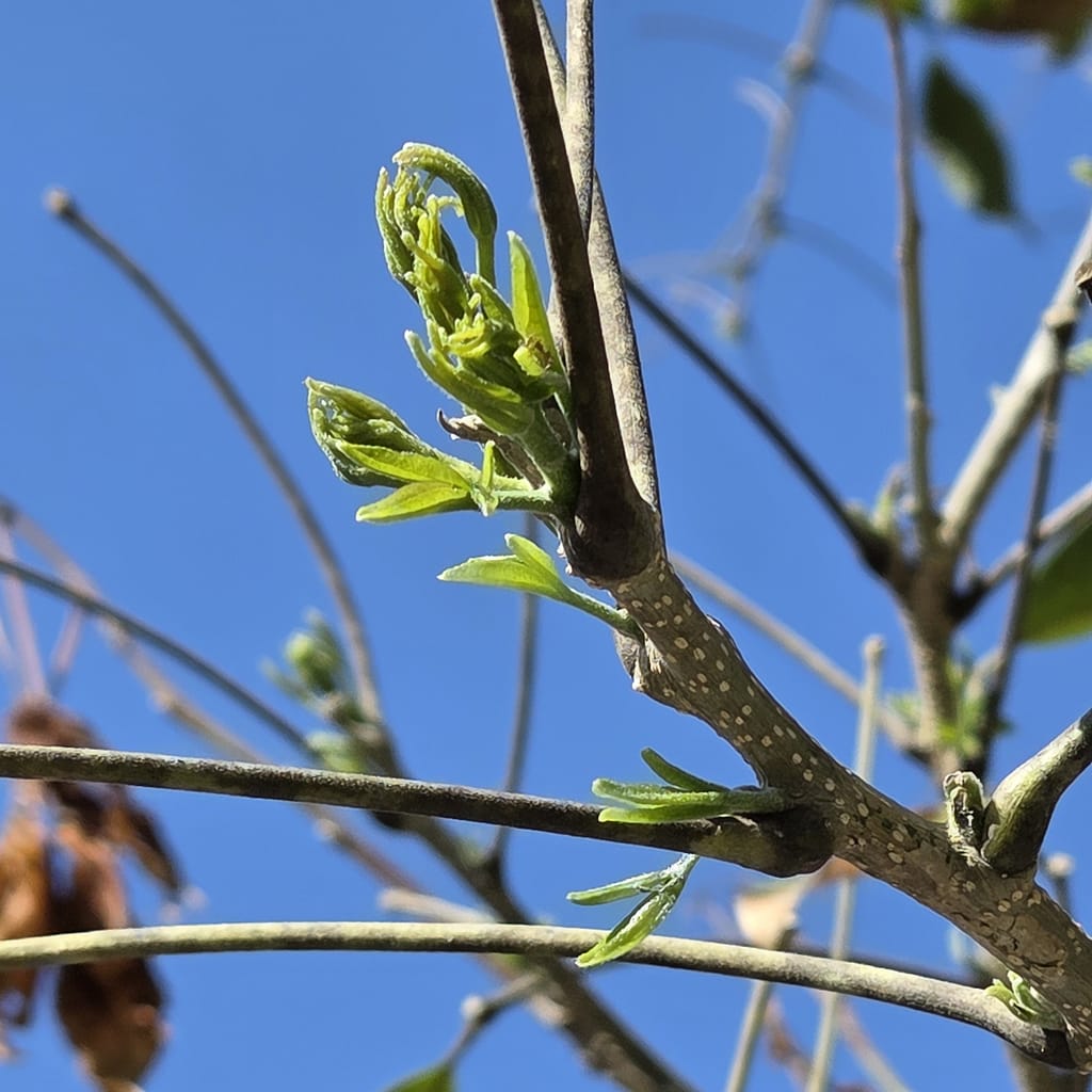 New Leaf Growth on Tree