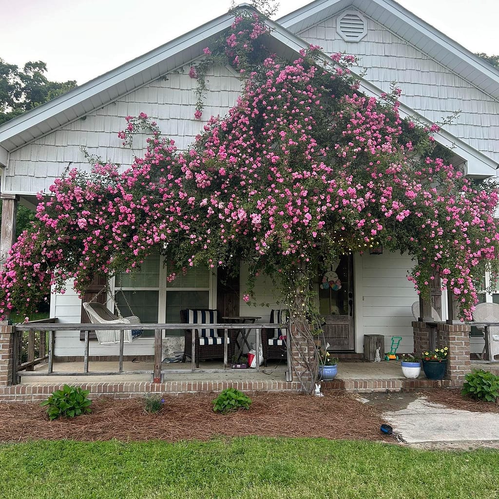 Peggy Martin Climbing Rose on a House