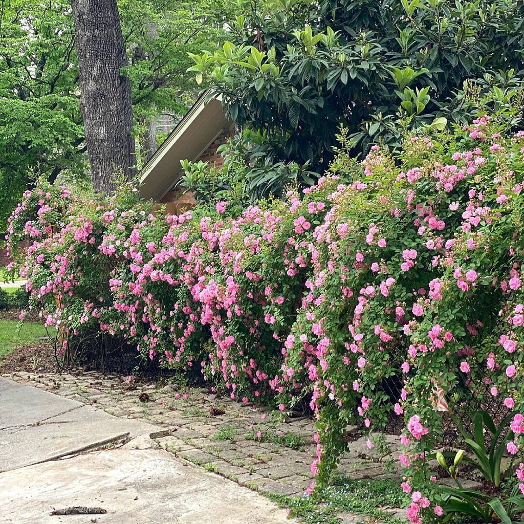Peggy Martin Climbing Rose on a Fence