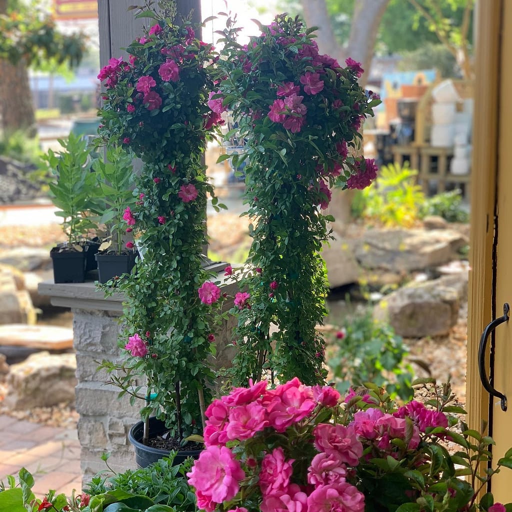 Peggy Martin Climbing Roses on a Front Porch