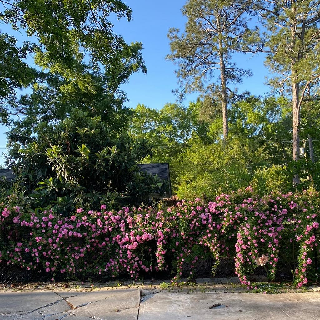 Peggy Martin Climbing Rose on a Fence