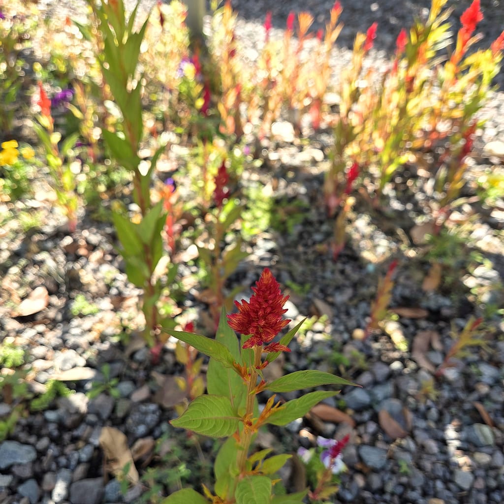 Celosias Growing Under a Table in Gravel