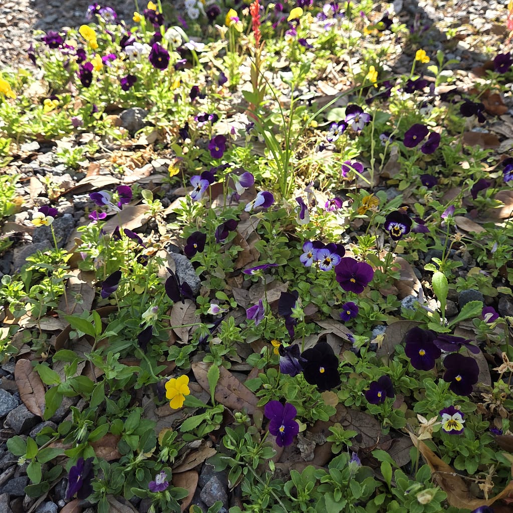 Violas Growing Under a Table in Gravel