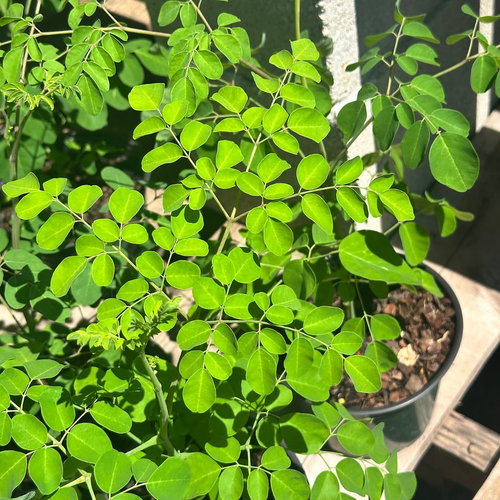 Leaves of the Moringa Tree, edible tree