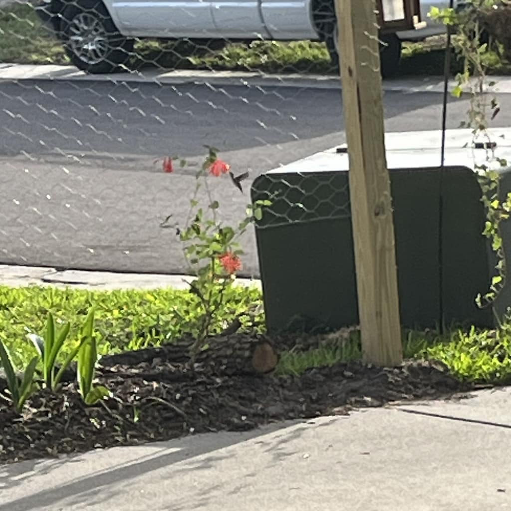 Picture of a Yard with Coral Honeysuckle Plants