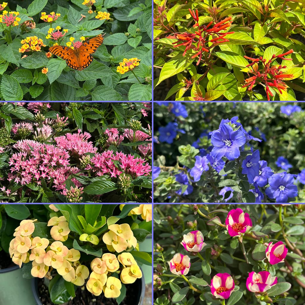 Grid of 6 Pictures: Bloomify Lantana, Lime Sizzler Firebush, Beebright Penta, Blue My Mind, Crown of Thorns, Colorblast Purslane; all flowering plants