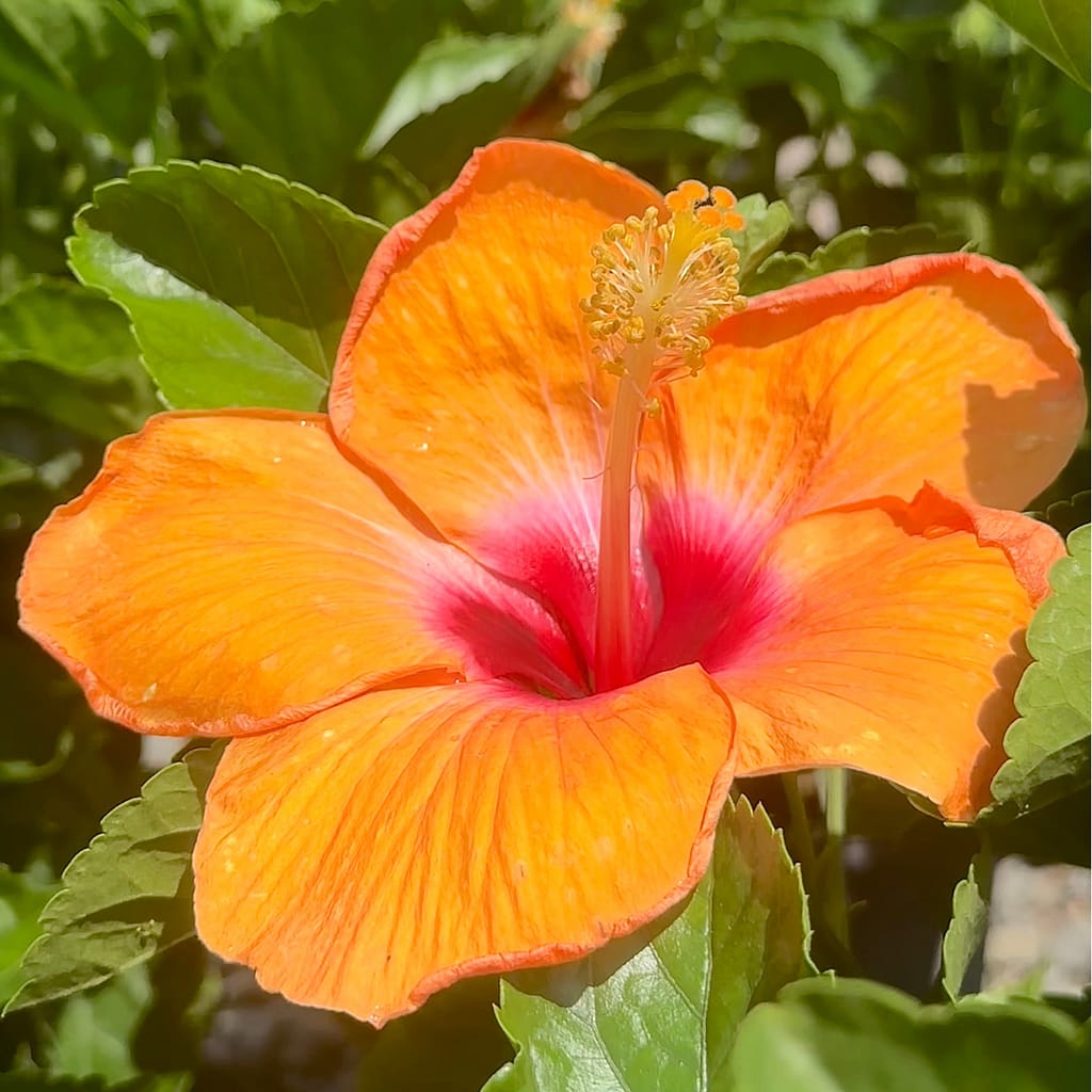 Open Orange Hibiscus Bloom with Leaves Behind It
