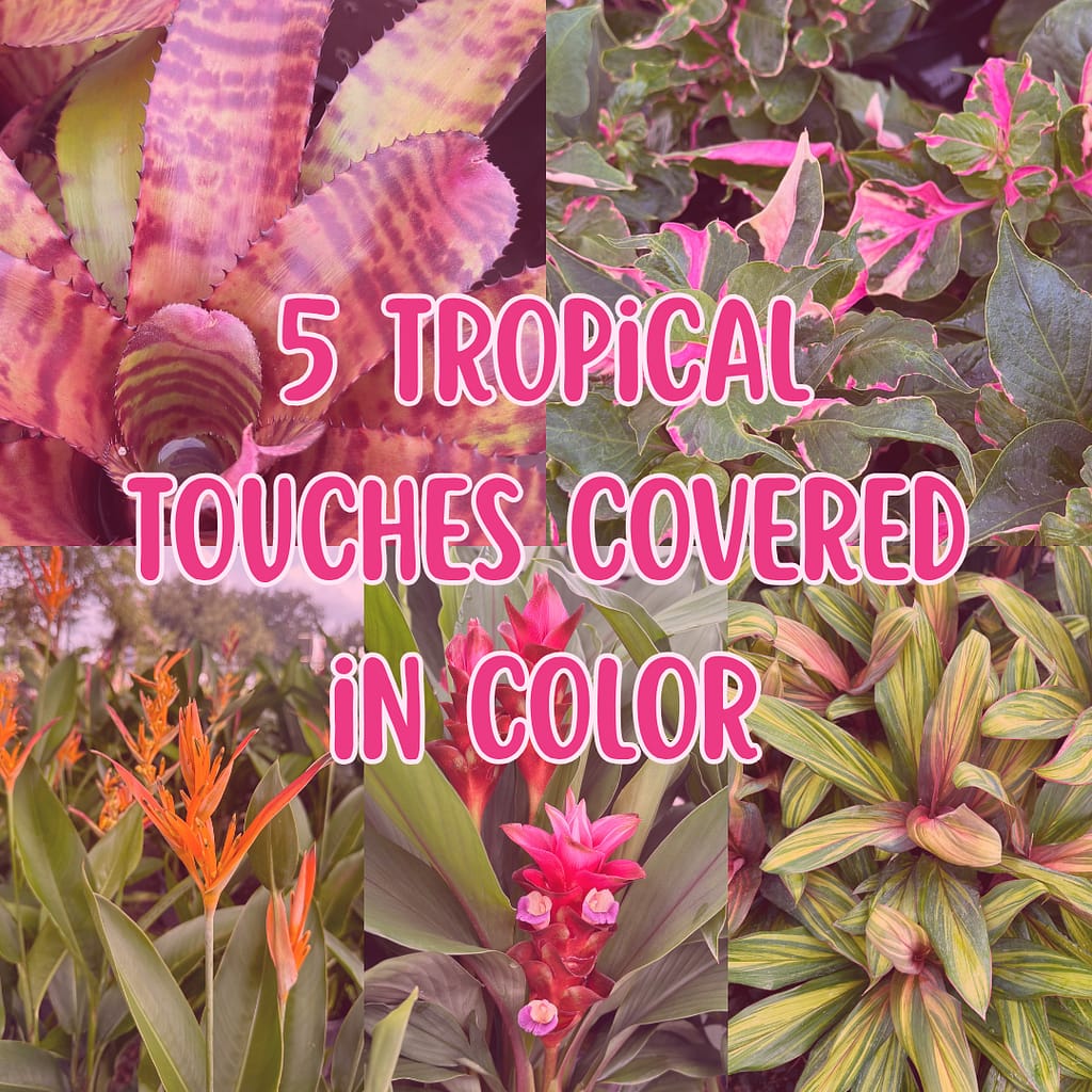 Grid of 5 Tropical Plant Photos
