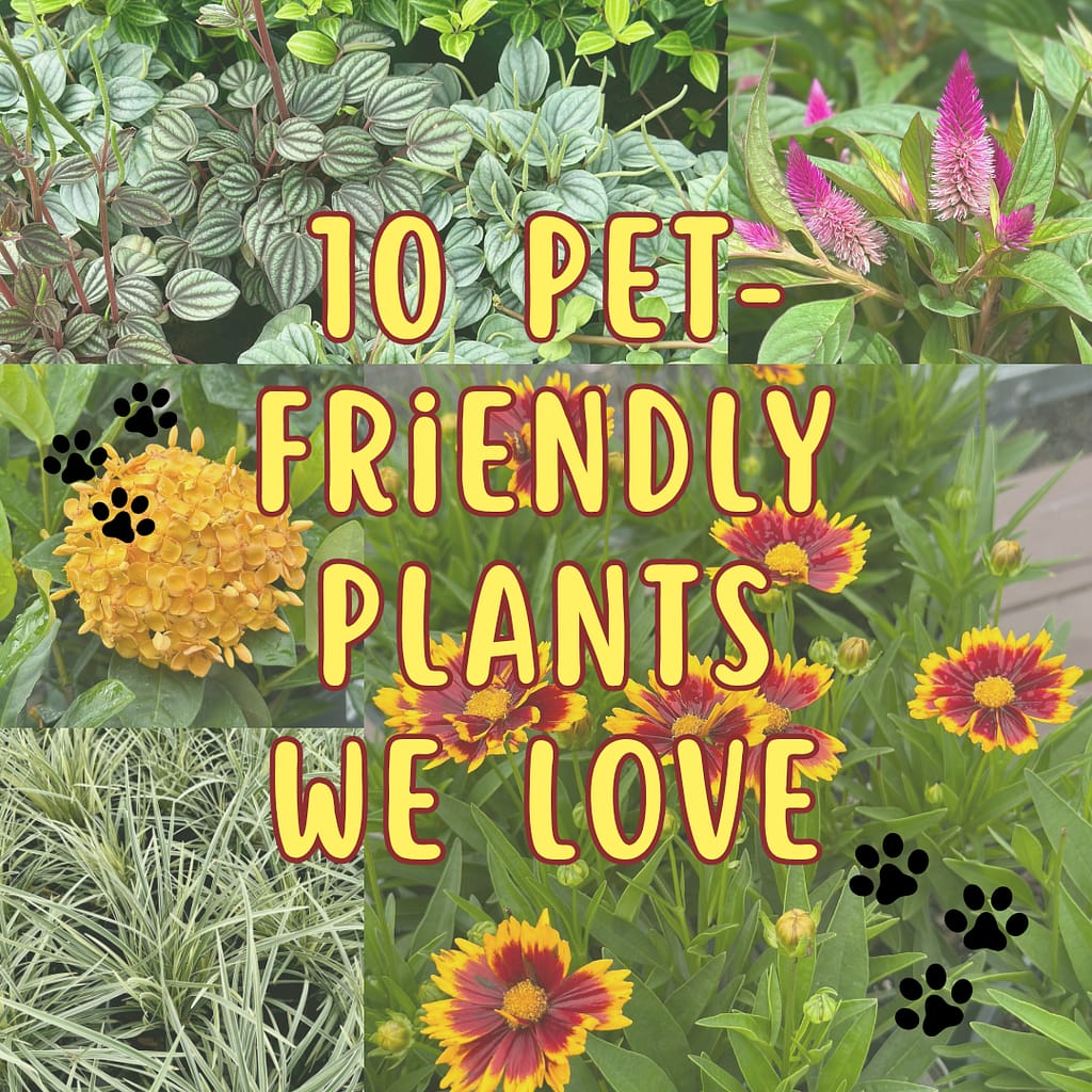 Pictures of Various Pet-Friendly Plants with the Words "10 Pet-Friendly Plants We Love"