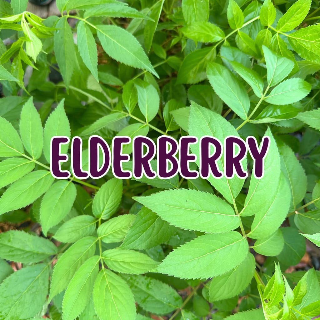 Elderberry foliage