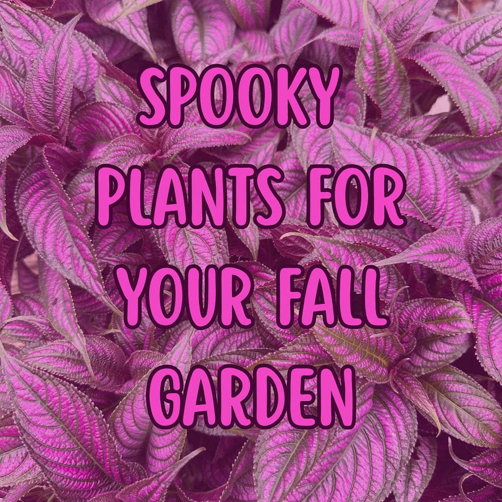 Spooky plants for your fall garden