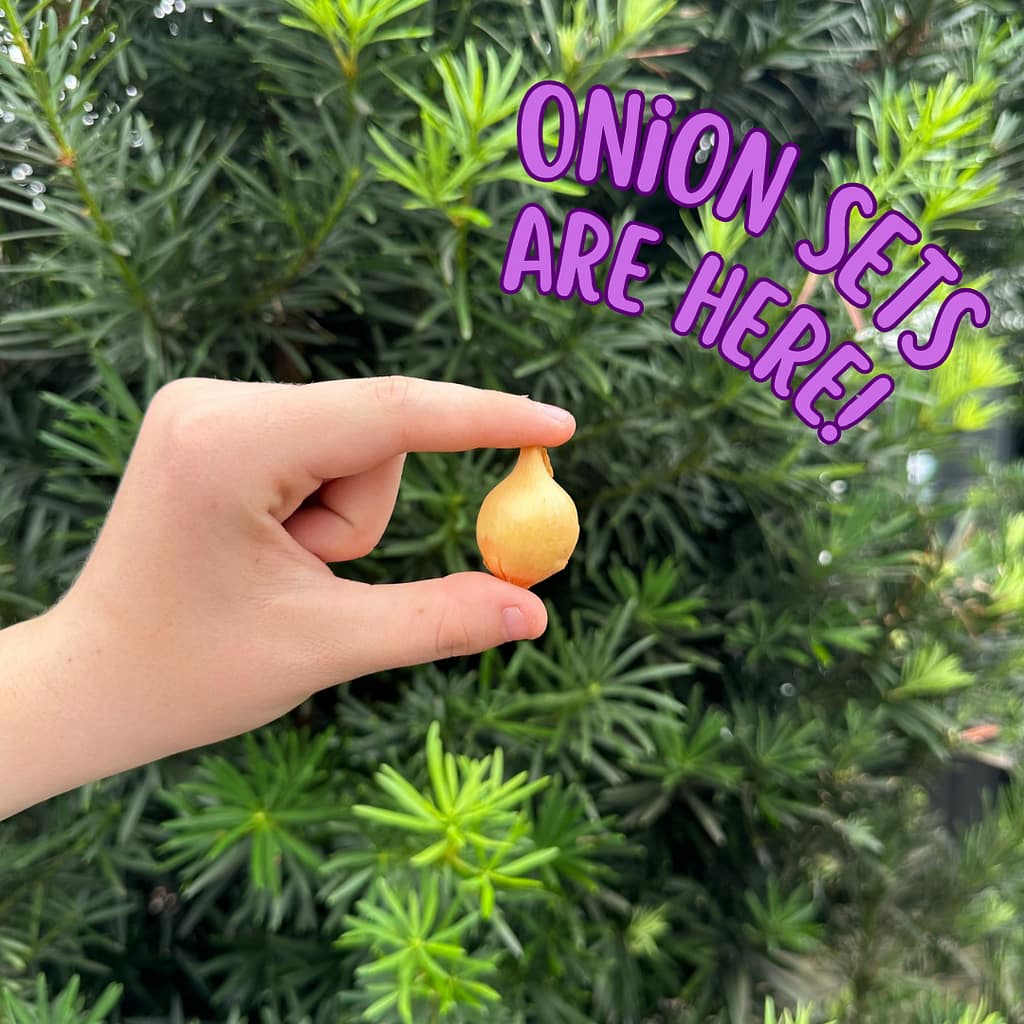 Picture of an onion bulb