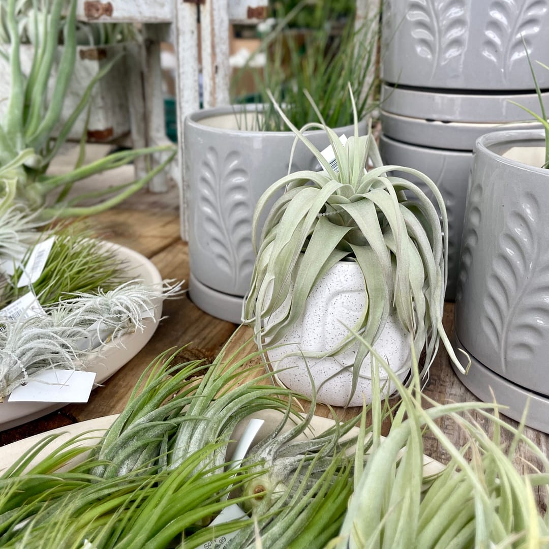 Air Plants