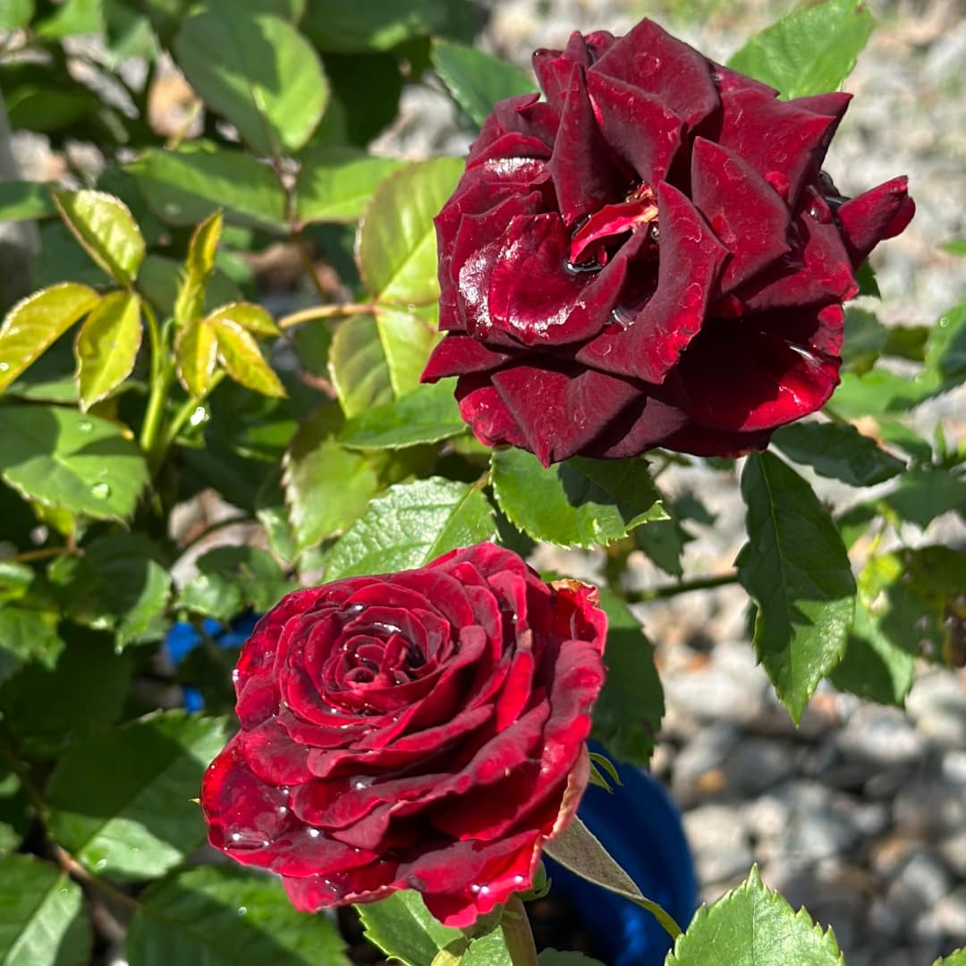 What Is a Rose? – Kerby's Nursery