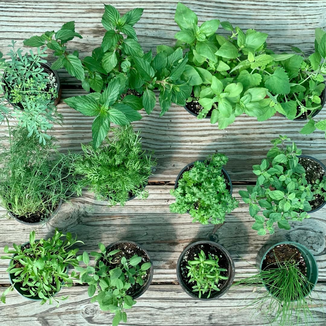 12 Herb Plants in Pots