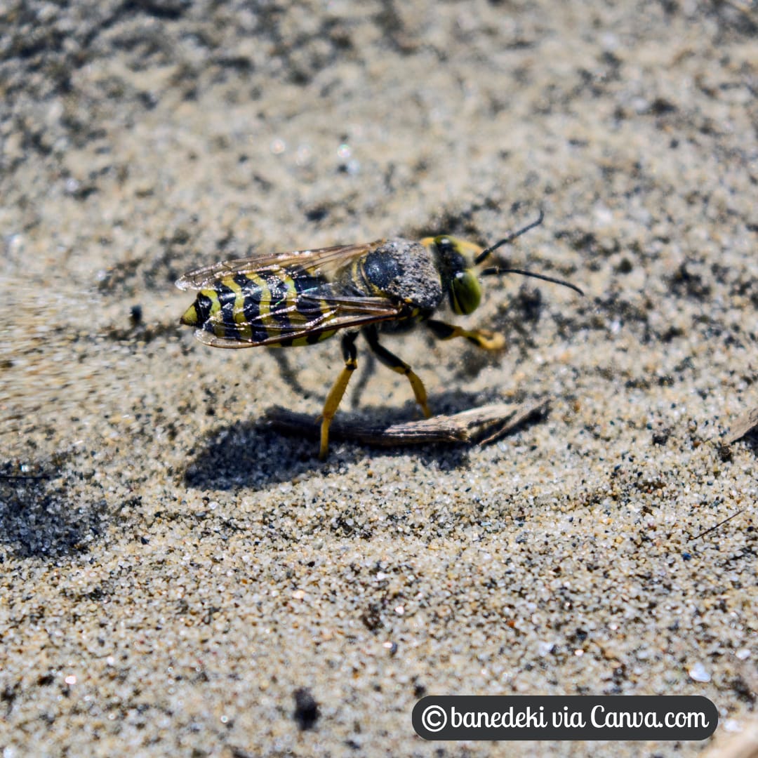Digger Wasp on Sand