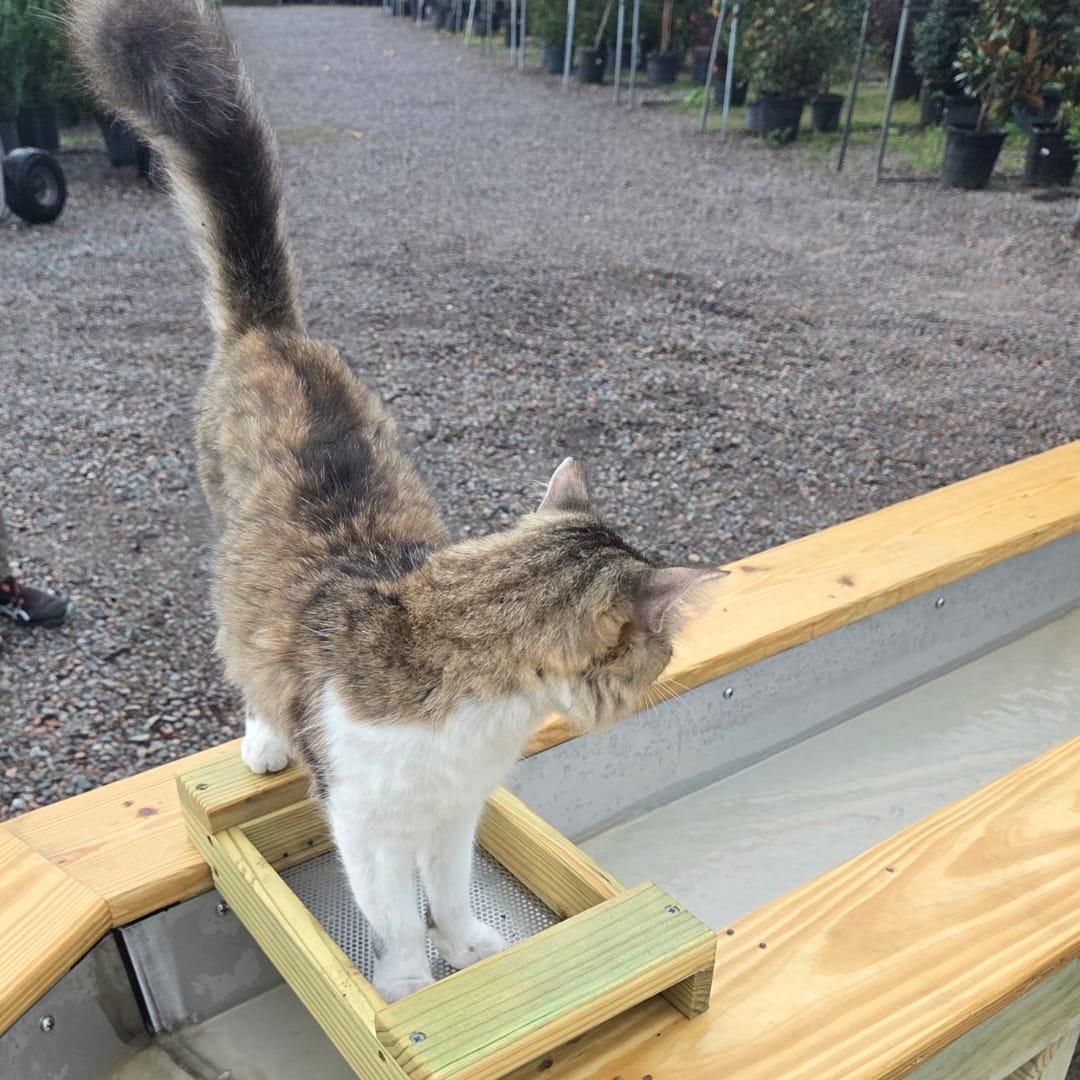 Paco the Cat on a Mining Tray at the Sluice