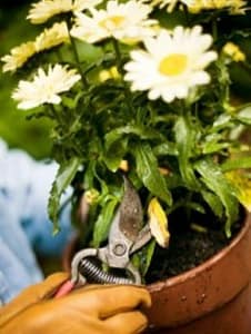 A Hand with Clippers Preparing to Deadhead Flowers