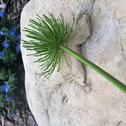 A Wand of Imagination