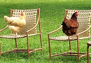 Two Chickens in Two Chairs in a Yard